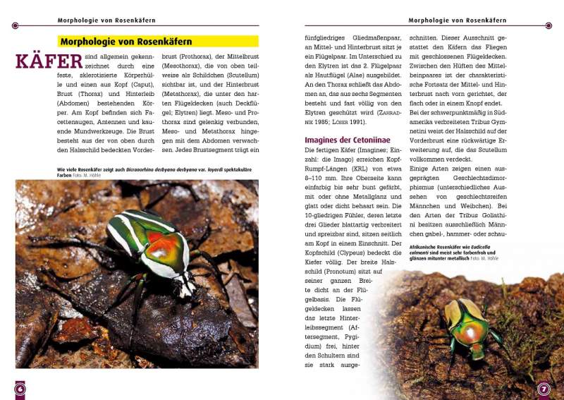 Afrikanische Rosenkäfer - überarbeitete Neuauflage
